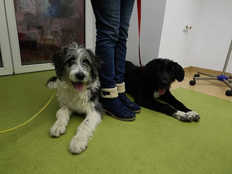 Dresaj canin de baza