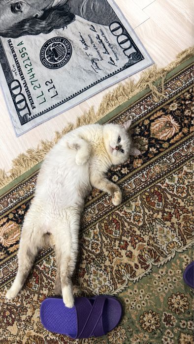 Кот мальчик в ответственные   руки