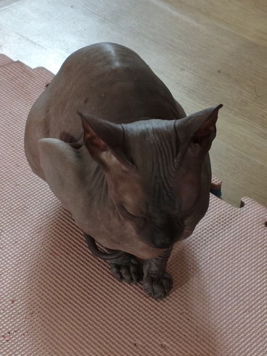 Котята донской сфинкс