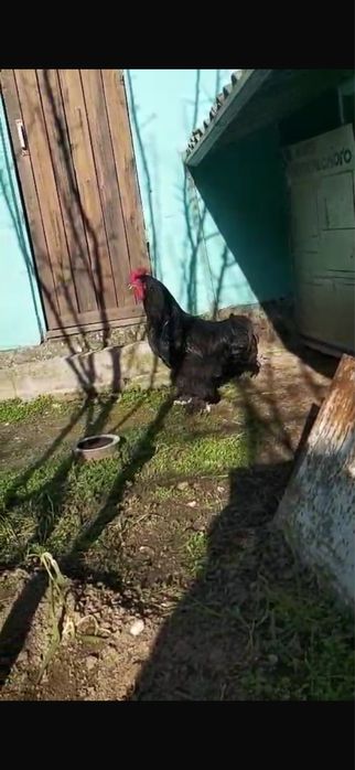 Продается черный петух