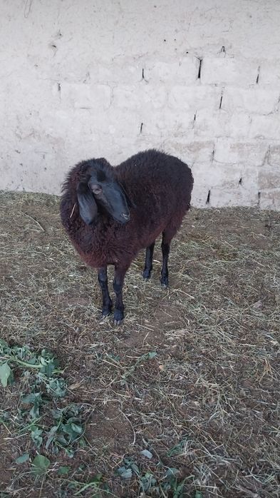 Куй сотилади Самарканд