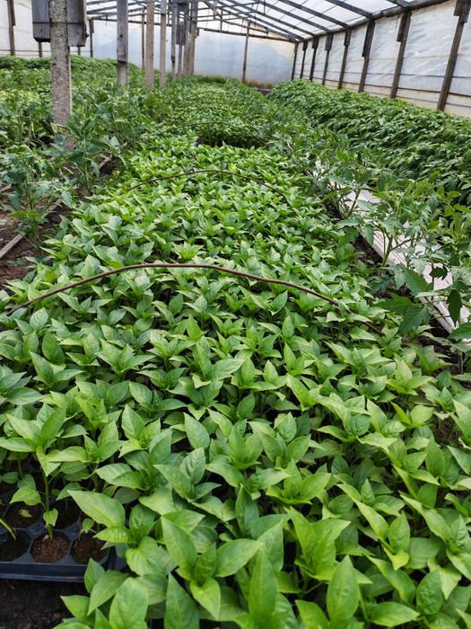 Vânzare Angro Răsaduri de Calitate