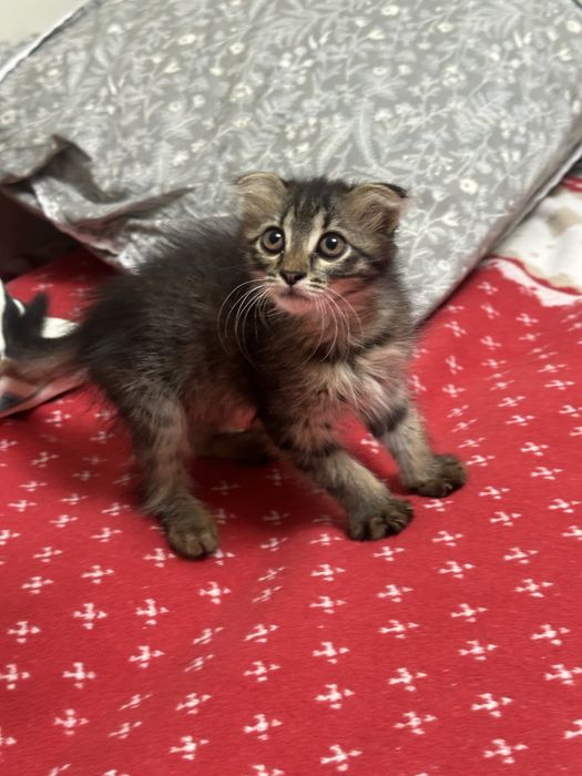 Котенок в добрые руки