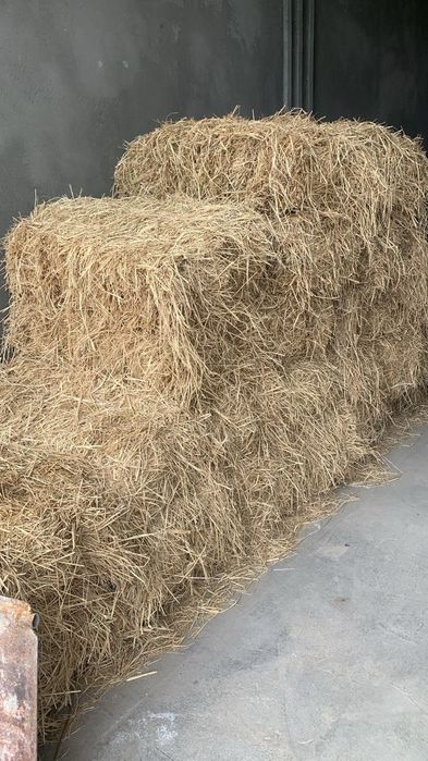 Беда прес 23 та қолди