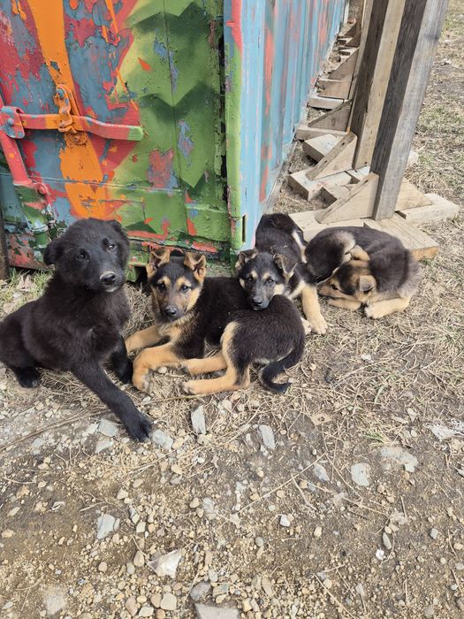 Отдам щенков бесплатно