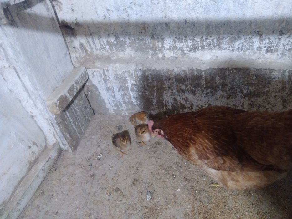 Тауык сатыладыыыы