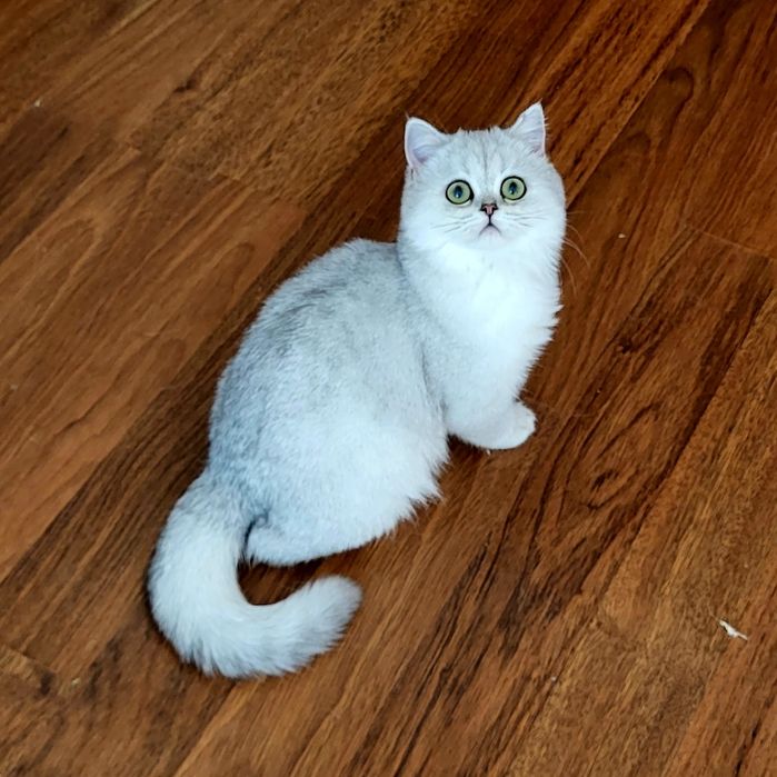 Британские кошки