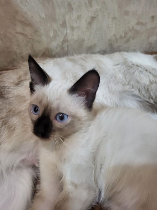 Котята Аксу бесплатно