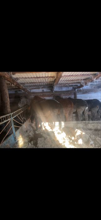 9бас донен 5бас байтал