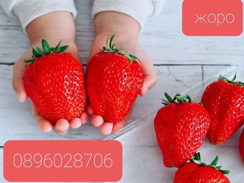 предлагам страхотен расат ягуди