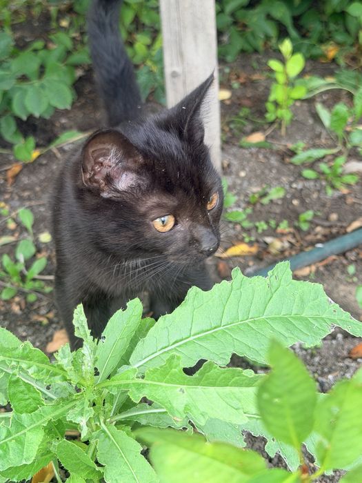 Котенок в добрые руки