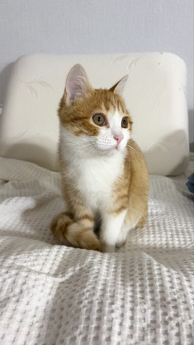 Котенок бесплатно