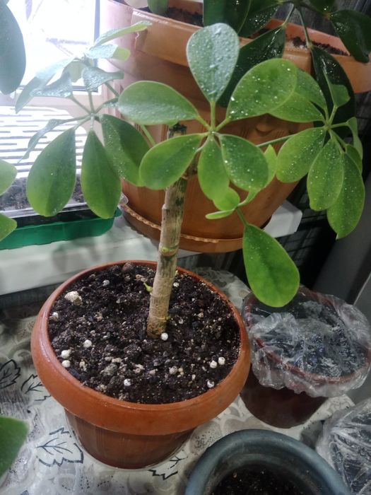 Обмен домашними цветами.