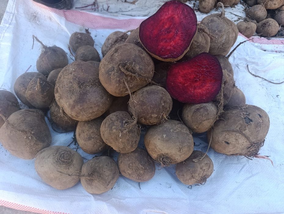 Свекла красная оптом
