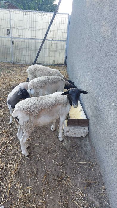 oi, mielute si berbeci dorper