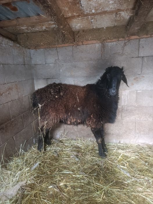 Продам кушкара .