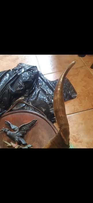 Trofeu vanatoare țap  pe panoplie cu decor