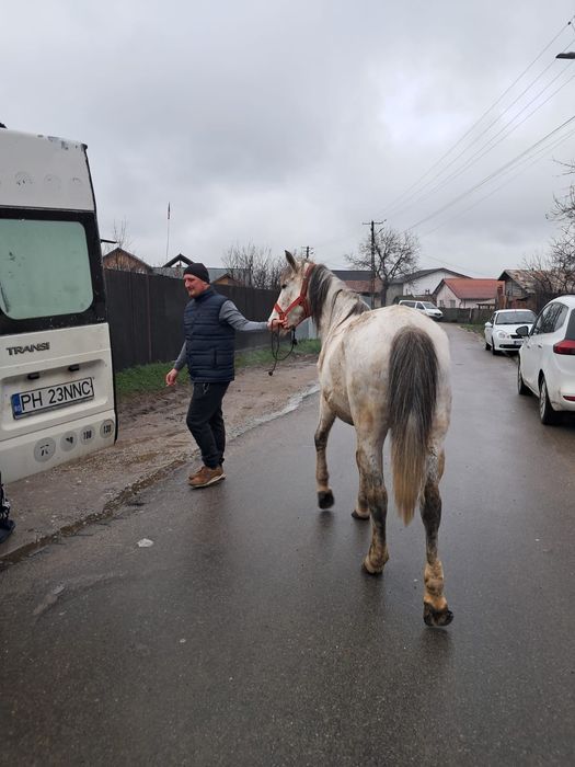 De vânzare iapa de 10 ani cu mânzat de 11 zile