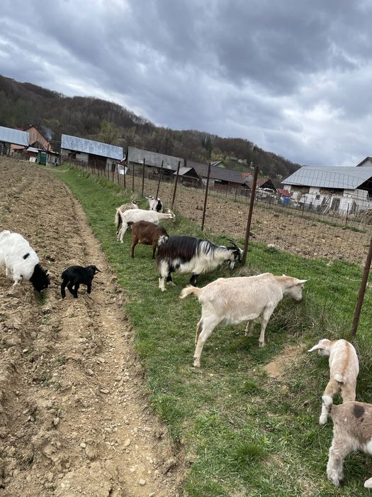 Capre cu iezi langa ele disponibile sanne si carpatine