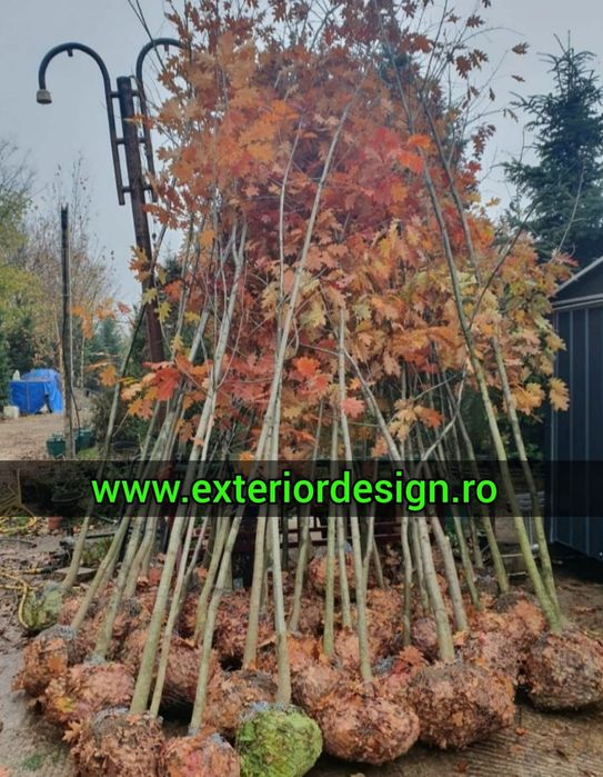 Plante foioase: Mesteacăn, Tei, Stejar, Platan – copaci ornamentali