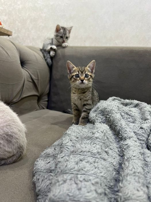 Британские короткошерстные котята