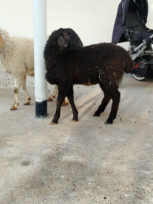 Бугоз мода барралар сотилади