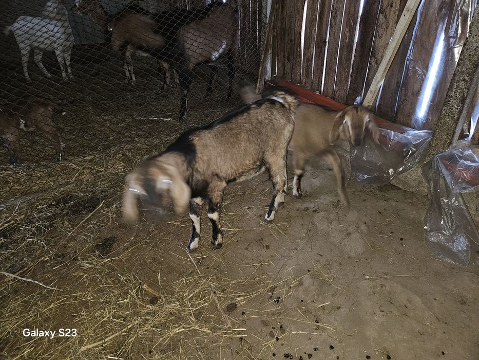 O pereche de iezi  Anglo nubieni din părinți cu pedigree