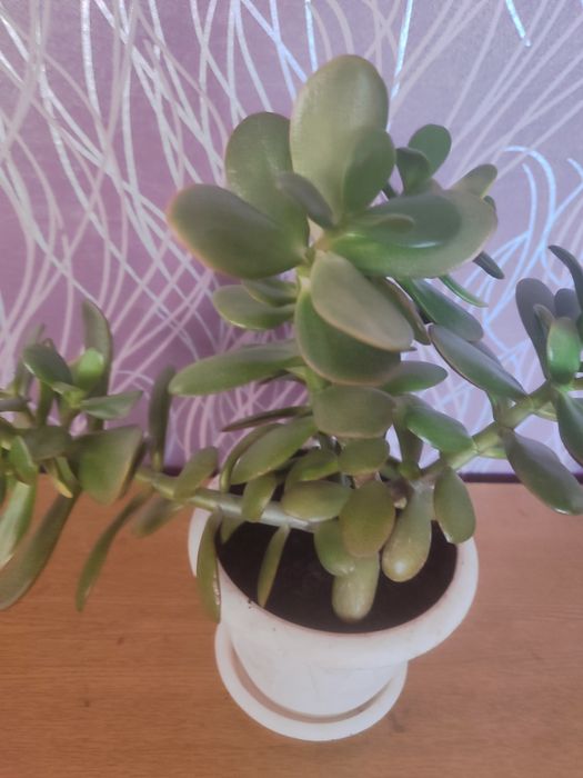 Продам комнатные цветы.