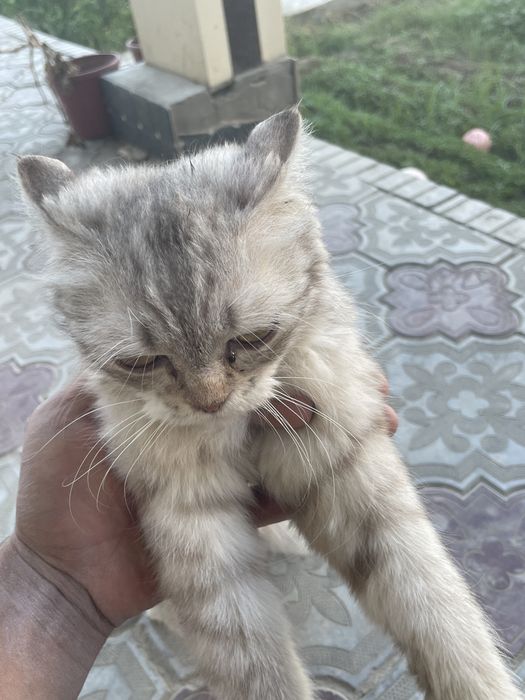 Scottish Fold zotli mushuk