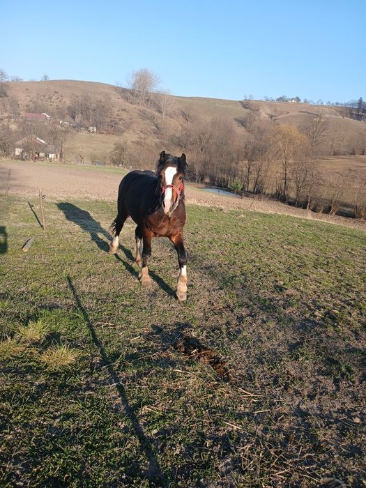 Vand cal de 1 an jumatate