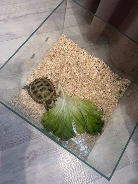Черепашка с террариумом