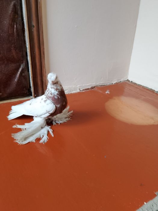 Голуби.капканы двухчубые