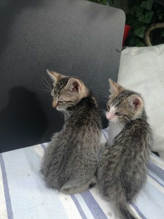 2 motanei - adopție