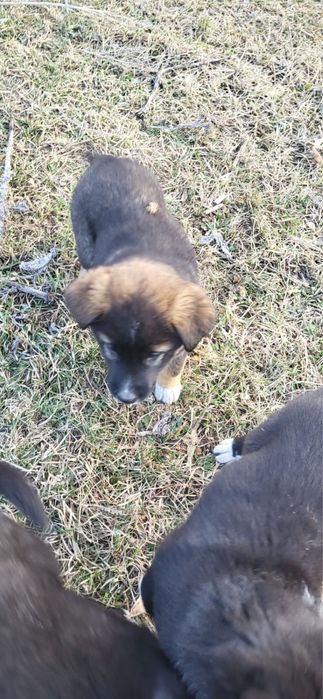 Шенята ищут дом.