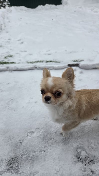 Продам щинка Чихуахуа