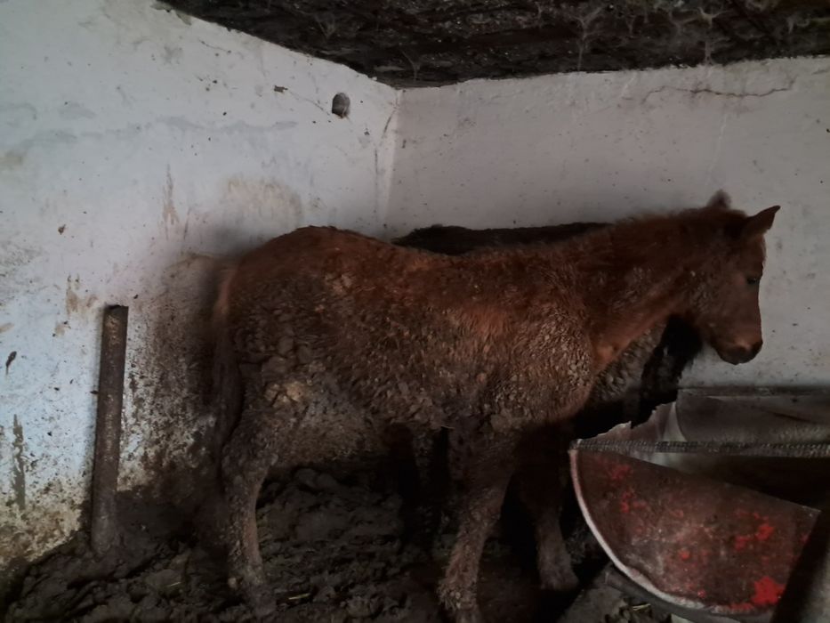 Сельхоз животные