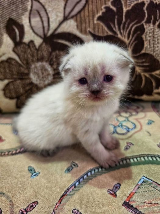 Продам котят скоттиш-страйт
