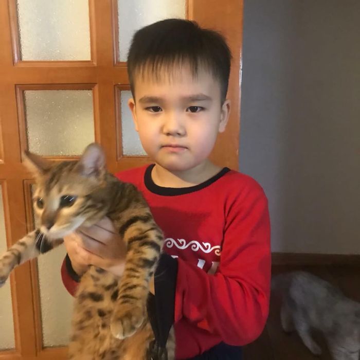 Потерлась кошка породы бенгал