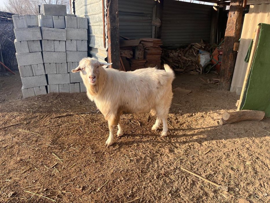 пішілген теке сатылады