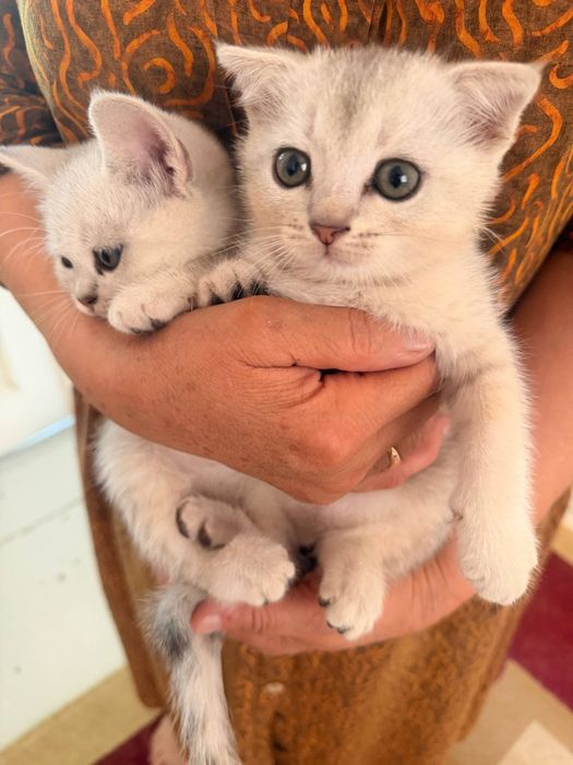 Котят мушук болалари