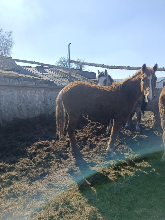 Продам полтарашки