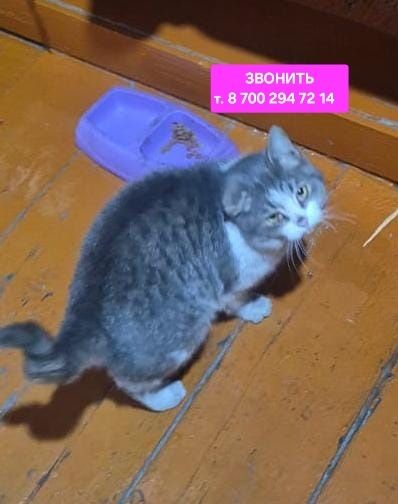 Кастрированный котик