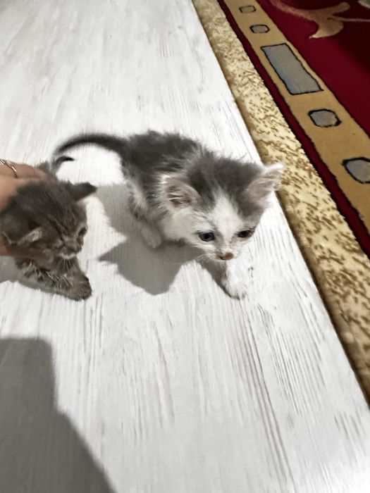 2 котяты срочно.