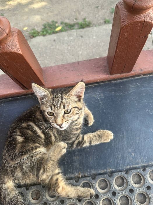 Отдам в добрые руки кота