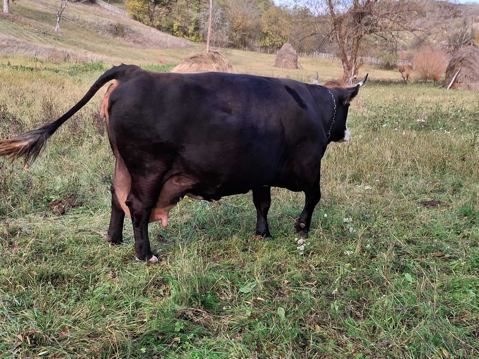 Vând vacă  brună