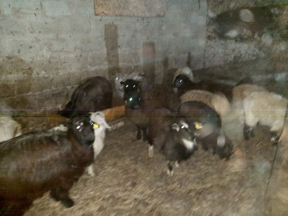 Ешки, лактар сатылады