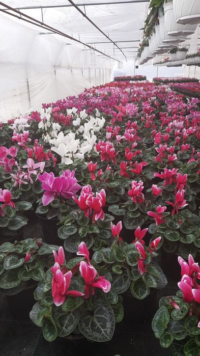 Vând zambile cyclamen primula