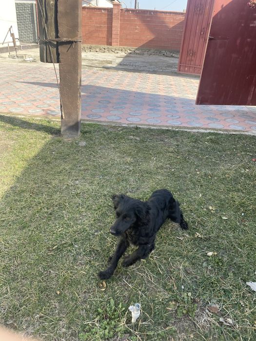 Продаётся Сабака испаниел