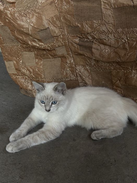 срочно отдам кошку в добрые руки
