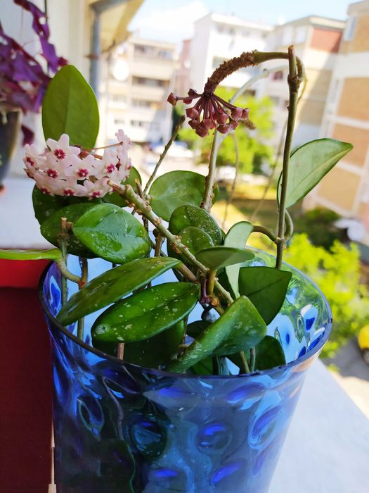 Ароматна ХОЯ - ВОСЪЧЕ